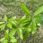 Shingle Oak Quercus imbricaria 10 Seeds