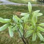 Shingle Oak Quercus imbricaria 10 Seeds