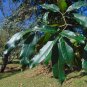 Shingle Oak Quercus imbricaria 10 Seeds
