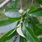 Shingle Oak Quercus imbricaria 10 Seeds