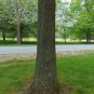 Shingle Oak Quercus imbricaria 10 Seeds