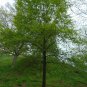 Shingle Oak Quercus imbricaria 10 Seeds