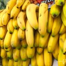 Wild Banana Musa acuminata 20 Seeds Wild Banana Musa acuminata 20 Seeds