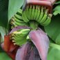 Wild Banana Musa acuminata 20 Seeds
