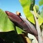 Wild Banana Musa acuminata 20 Seeds