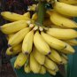 Wild Banana Musa acuminata 20 Seeds