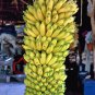 Wild Banana Musa acuminata 20 Seeds