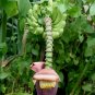 Wild Banana Musa acuminata 20 Seeds