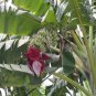 Wild Banana Musa acuminata 20 Seeds