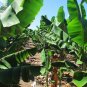 Wild Banana Musa acuminata 20 Seeds