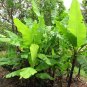 Wild Banana Musa acuminata 20 Seeds
