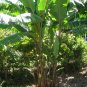 Wild Banana Musa acuminata 20 Seeds