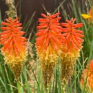 Red-Hot Poker Torch Lily Kniphofia uvaria 100 Seeds