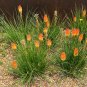 Red-Hot Poker Torch Lily Kniphofia uvaria 100 Seeds