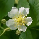 Multiflora Rose Rosa multiflora 20 Seeds