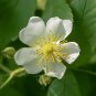 Multiflora Rose Rosa multiflora 20 Seeds