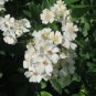 Multiflora Rose Rosa multiflora 20 Seeds