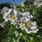 Multiflora Rose Rosa multiflora 20 Seeds