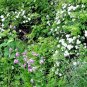 Multiflora Rose Rosa multiflora 20 Seeds