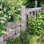 Multiflora Rose Rosa multiflora 20 Seeds
