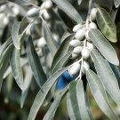 Russian Olive Elaeagnus angustifolia 100 Seeds