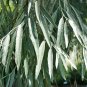 Russian Olive Elaeagnus angustifolia 100 Seeds