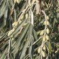 Russian Olive Elaeagnus angustifolia 100 Seeds