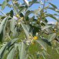 Russian Olive Elaeagnus angustifolia 100 Seeds