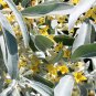 Russian Olive Elaeagnus angustifolia 100 Seeds