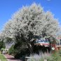 Russian Olive Elaeagnus angustifolia 100 Seeds