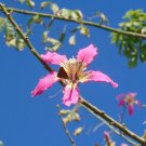 Floss-Silk Tree Chorisia speciosa 10 Seeds