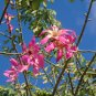 Floss-Silk Tree Chorisia speciosa 10 Seeds