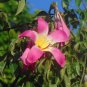 Floss-Silk Tree Chorisia speciosa 10 Seeds