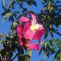 Floss-Silk Tree Chorisia speciosa 10 Seeds
