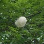 Floss-Silk Tree Chorisia speciosa 10 Seeds