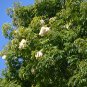 Floss-Silk Tree Chorisia speciosa 10 Seeds