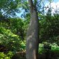 Floss-Silk Tree Chorisia speciosa 10 Seeds
