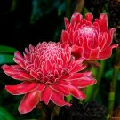 Torch Ginger Etlingera eliator 20 Seeds