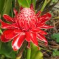 Torch Ginger Etlingera eliator 20 Seeds