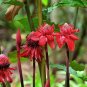 Torch Ginger Etlingera eliator 20 Seeds