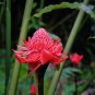 Torch Ginger Etlingera eliator 20 Seeds