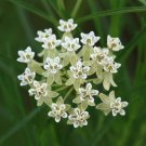 Horsetail Milkweed Asclepias subverticillata 20 Seeds Horsetail Milkweed Asclepias subverticillata 20 Seeds