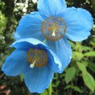 Himalayan Blue Poppy Meconopsis grandis 10 Seeds
