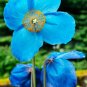Himalayan Blue Poppy Meconopsis grandis 10 Seeds