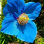 Himalayan Blue Poppy Meconopsis grandis 10 Seeds
