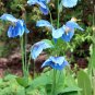 Himalayan Blue Poppy Meconopsis grandis 10 Seeds