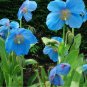 Himalayan Blue Poppy Meconopsis grandis 10 Seeds