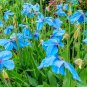Himalayan Blue Poppy Meconopsis grandis 10 Seeds