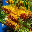 Silk Oak 100 Seeds Grevillea robusta Silk Oak 100 Seeds Grevillea robusta