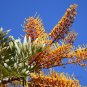 Silk Oak  100 Seeds  Grevillea robusta